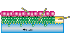 アクセラレーターを使用したガラス撥水でのフッ素定着量のイラスト