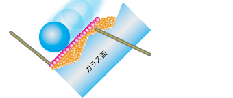 アクセラレーターを使用したガラス撥水でのフッ素被膜のイラスト。ガラス面の凹凸を平滑化